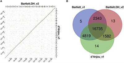 Building a foundation for gene family analysis in Rosaceae genomes with a novel workflow: A case study in Pyrus architecture genes